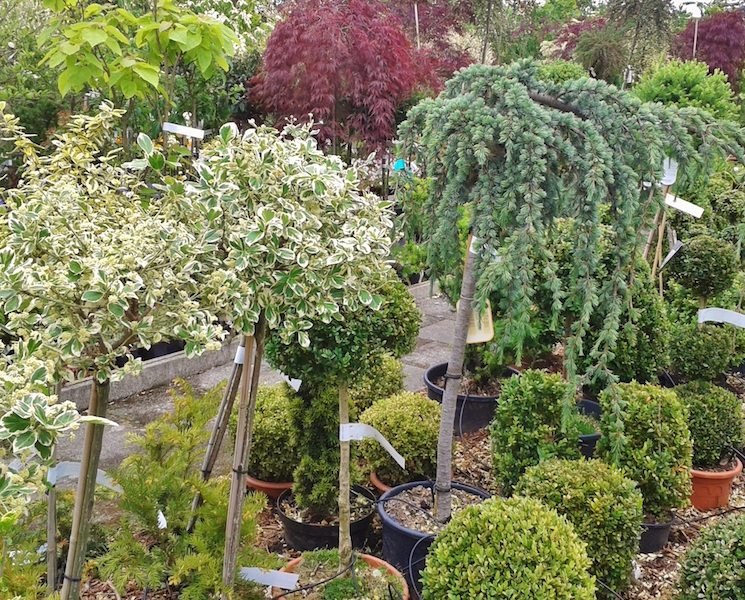 Bulbes : planter à la bonne profondeur - Gamm vert