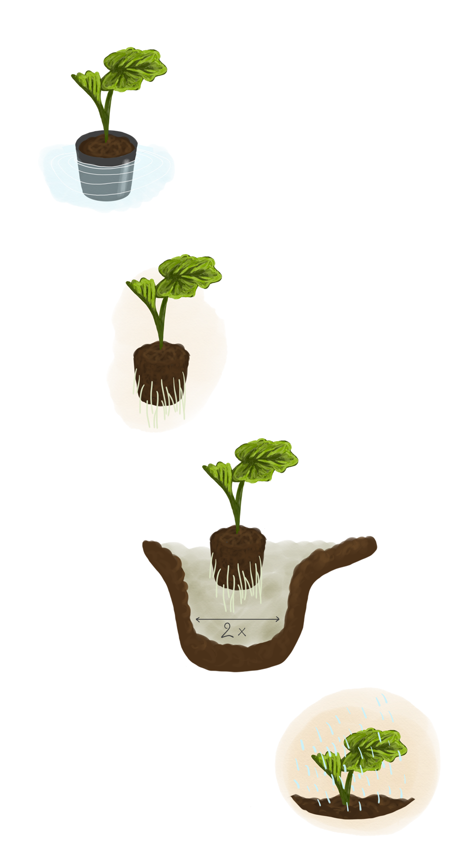 Planter un arbuste en conteneur : réussir la plantation