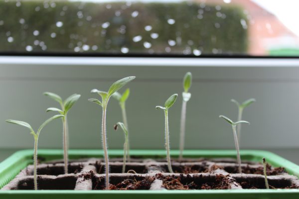 Mes semis filent : conseils et astuces pour sauver les semis : Greenastic