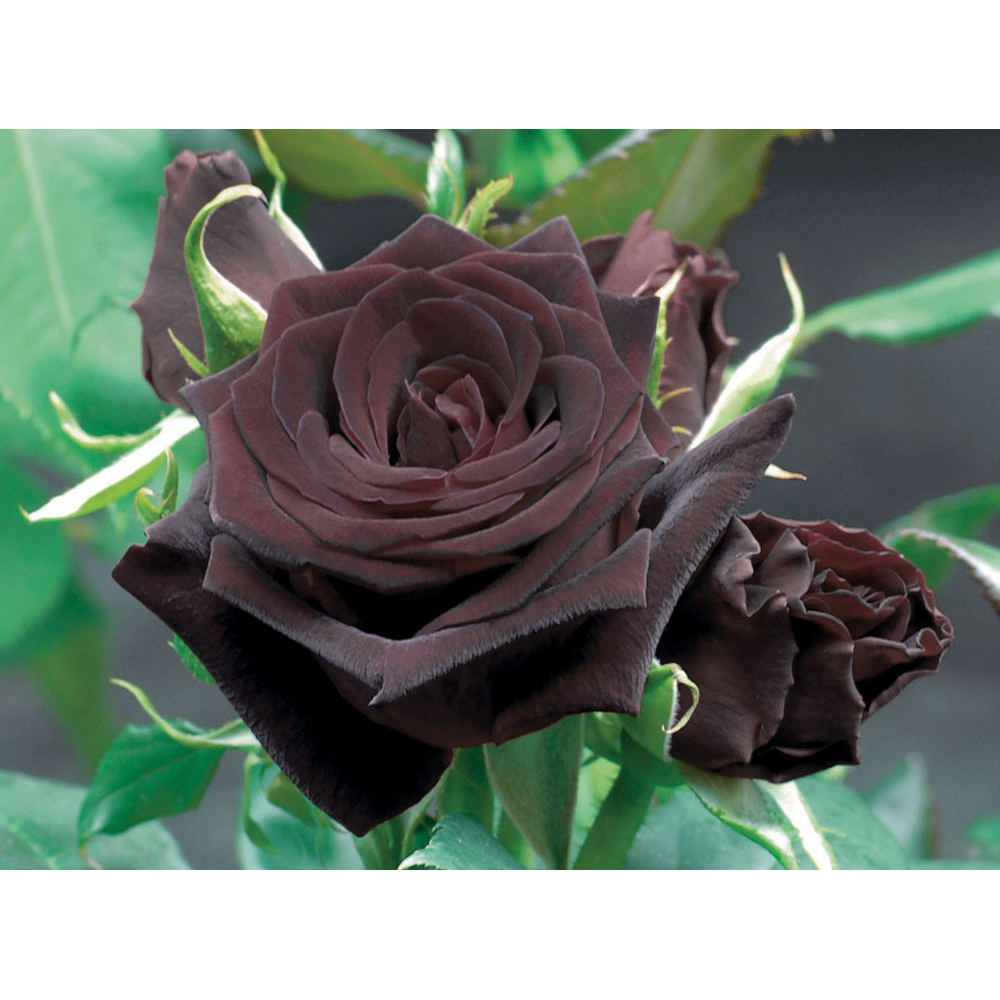 ROSIER BLACK BACCARA® Meidebenne, plante en ligne
