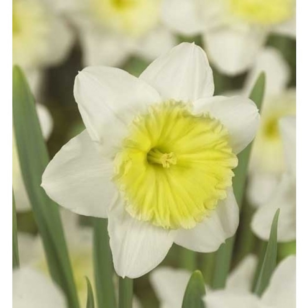 Narcisse - Ice follies : Greenastic