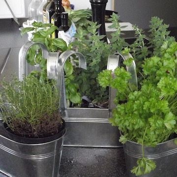 Kit plantes aromatiques pour balcon ou jardin