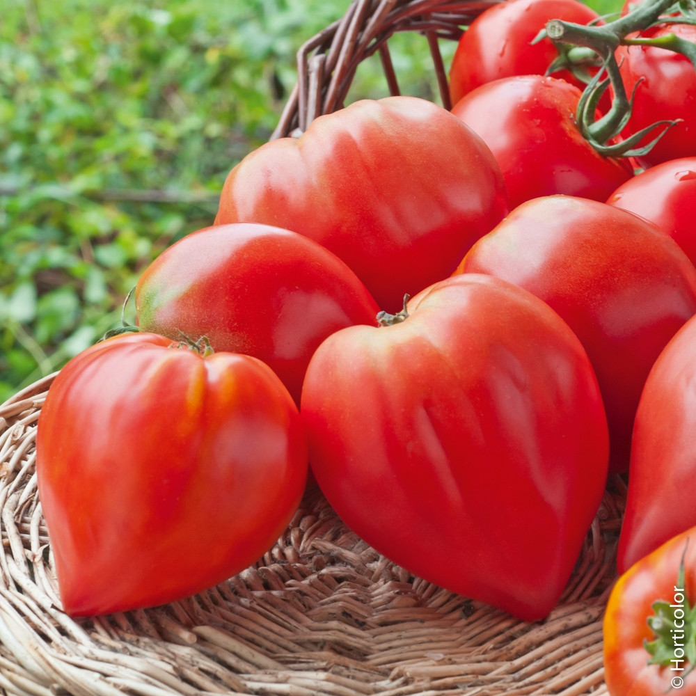 Tomate coeur de boeuf (sachet de 15 graines) bio : Greenastic